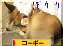 ぽりり.gif