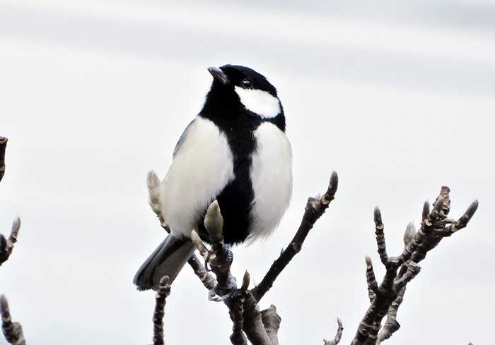 シジュウカラ21