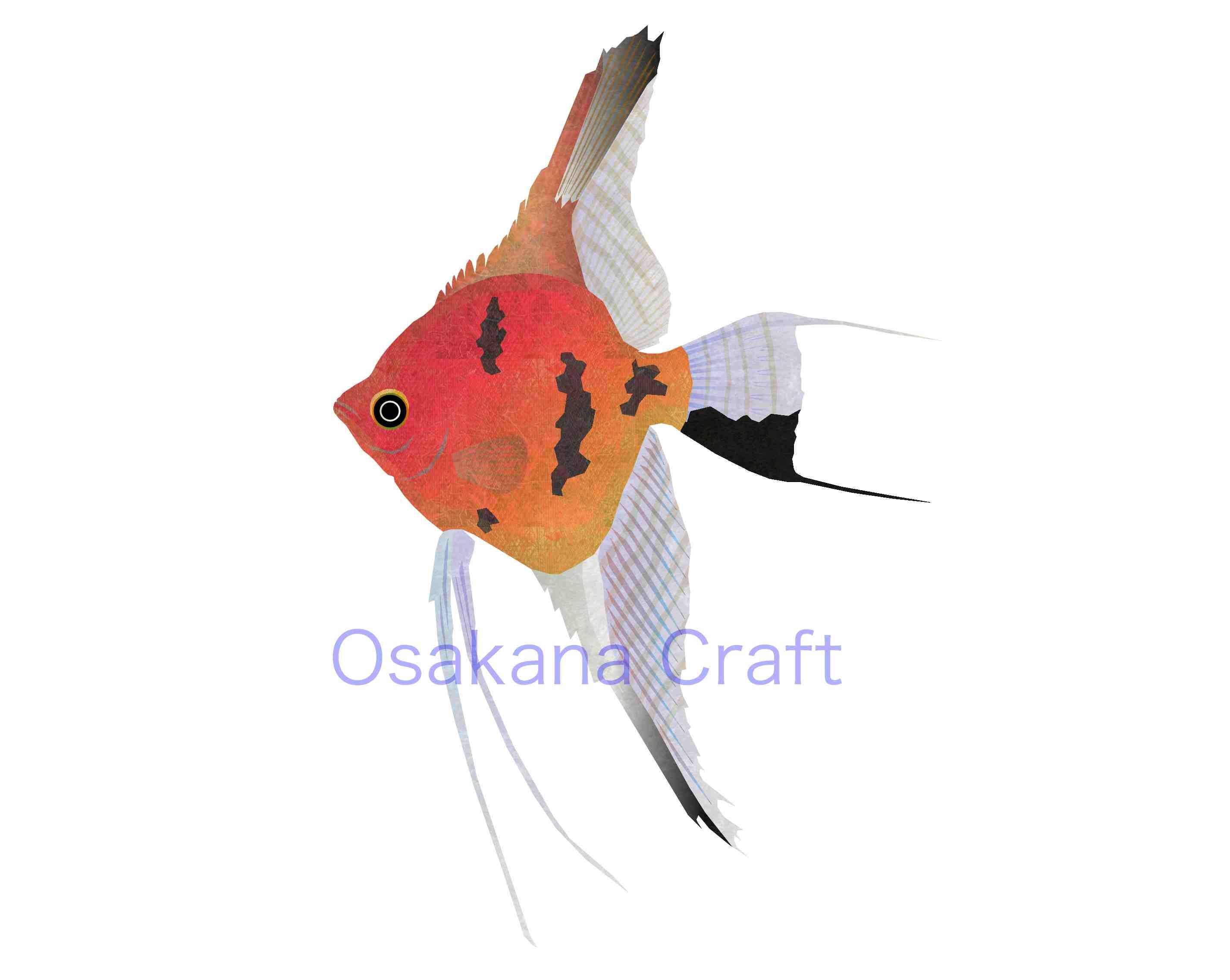 エンゼルフィッシュ Angelfish Osakana Craft イラスト熱帯魚図鑑 楽天ブログ