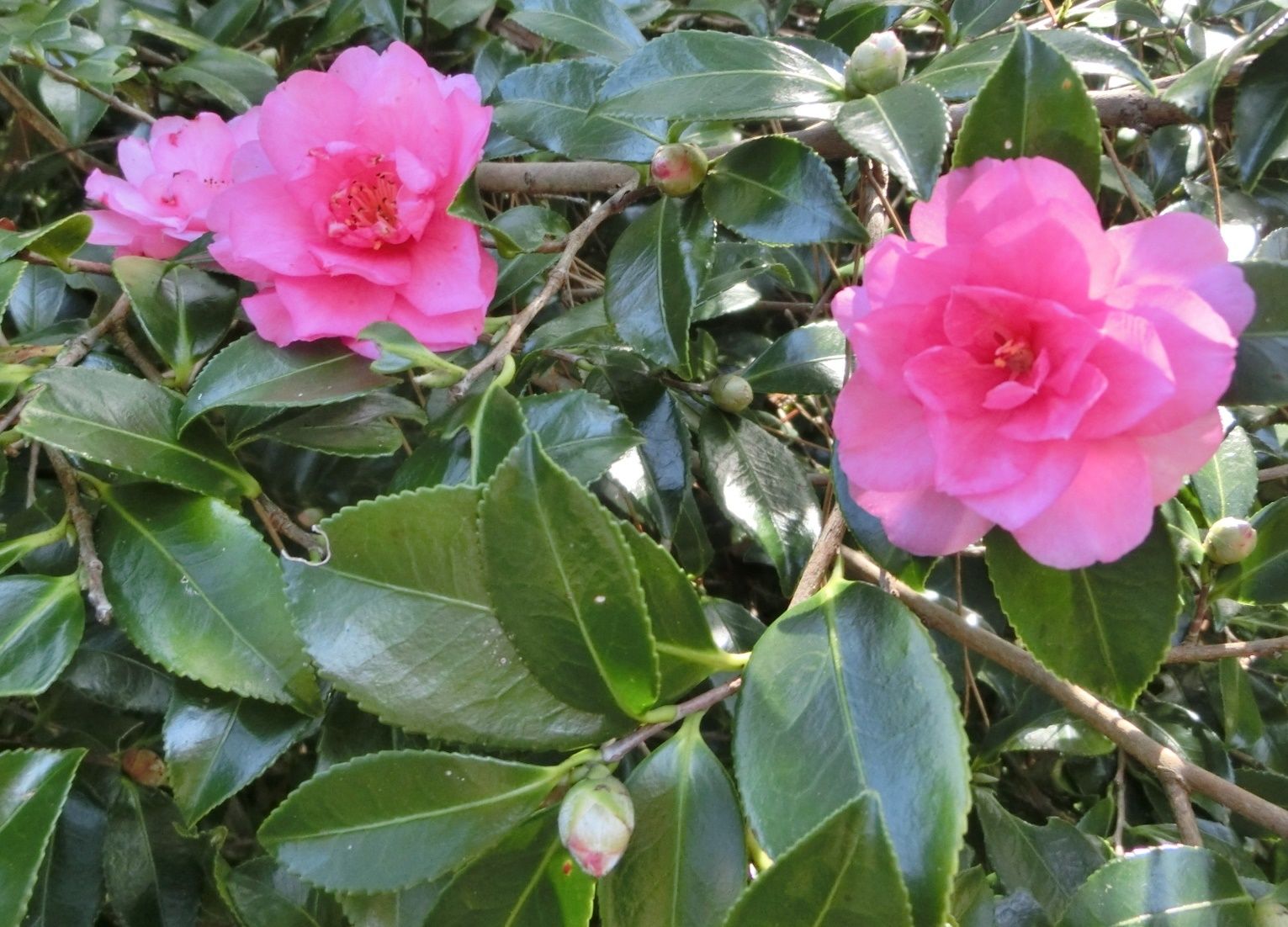 京都府立植物園で見た カンツバキ シュウメイギク他 だい のひとりごと 楽天ブログ