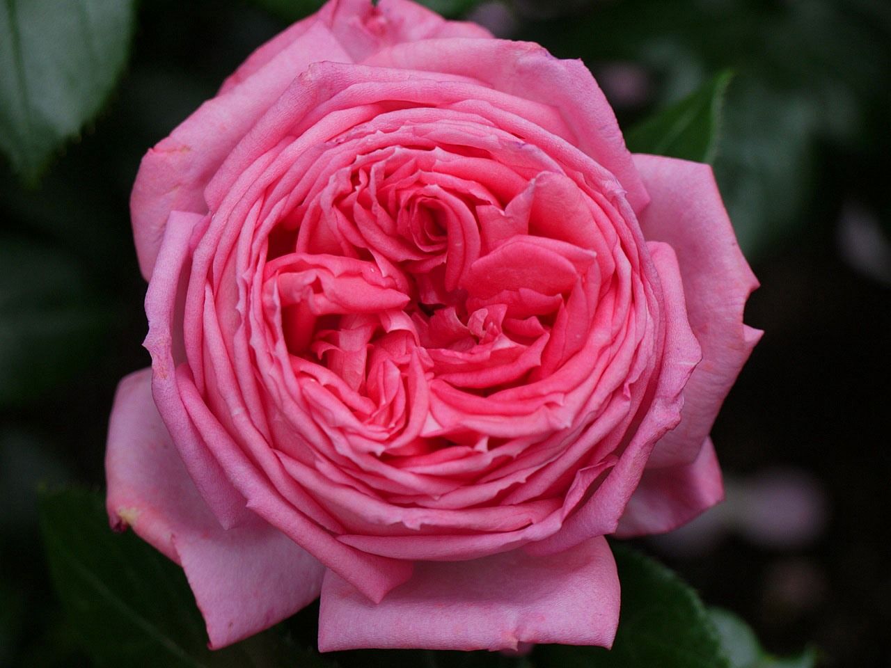 ロゼ ピエール ドゥ ロンサール バラの初開花4品種 99 102番目 バラの美と香りを求めて 楽天ブログ