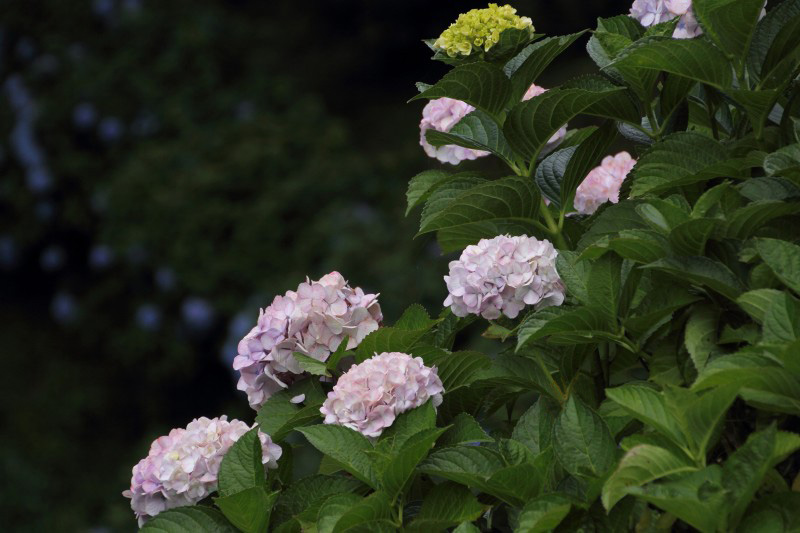 七曲りの紫陽花_03.jpg