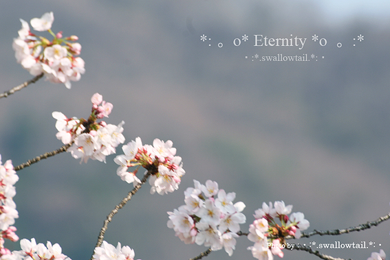 Photo by swallowtail　F.jpg