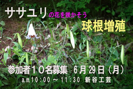 ササユリの花を咲かせる』講習会のお知らせ | 能登の手染め日記 - 楽天ブログ