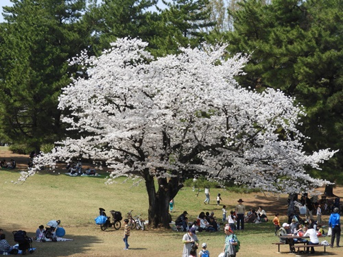 光が丘公園の桜