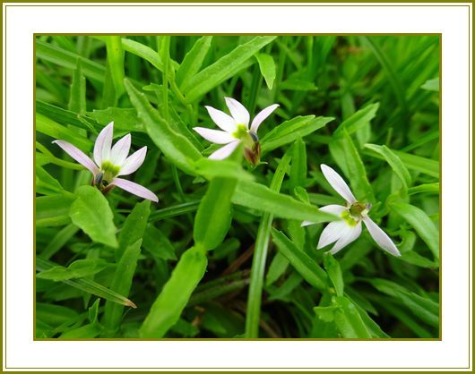園芸 の記事一覧 花の歳時記 天南星の魅力 山野草 楽天ブログ