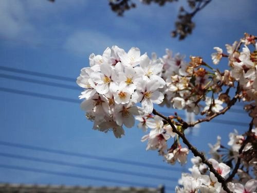 4-01 sakura-42-b.jpg