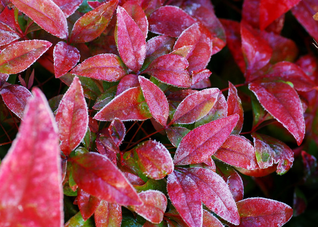 赤い葉っぱと黄葉 フォト安次郎 安らぎの風景 楽天ブログ