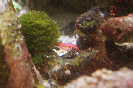2014_0214ｵｵﾃﾝ､ﾏｶﾛﾆ0001.JPG
