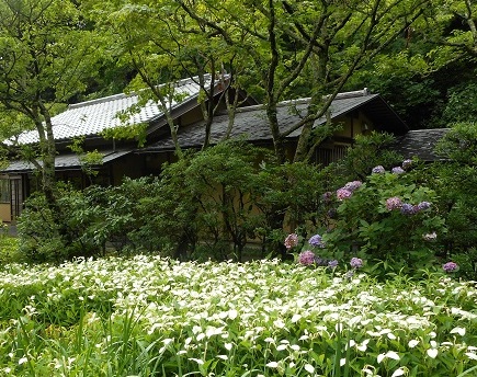 東慶寺半夏生紫陽花-トリミング.jpg