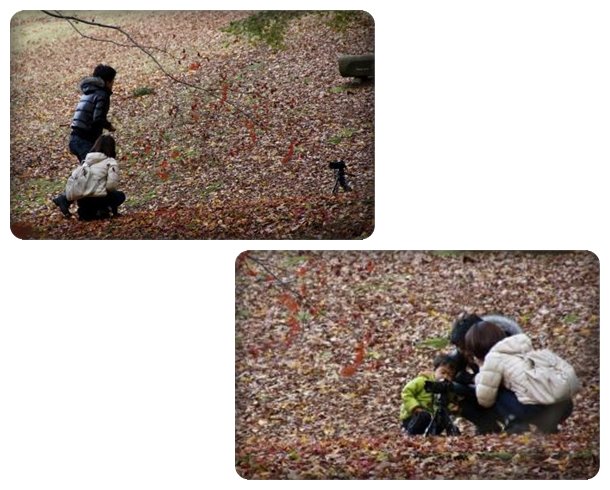 樹木公園-18 15.12.2