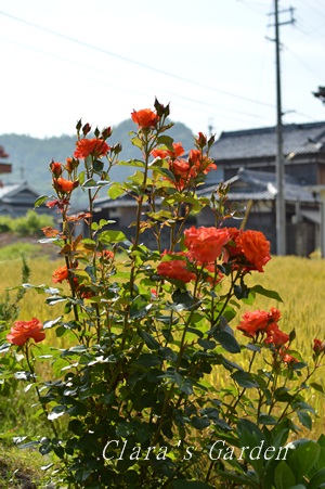 DSC_0026.JPG