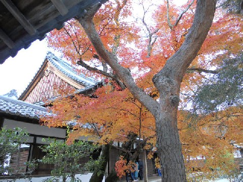 2012-11 仁和寺白書院前の紅葉.jpg