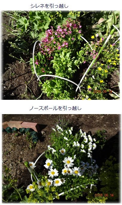 マリーゴールド シレネ ノースポールの植え替え サフィニアの切り戻し 小さな花宇宙 そして それから 老いふたりの小宇宙 楽天ブログ