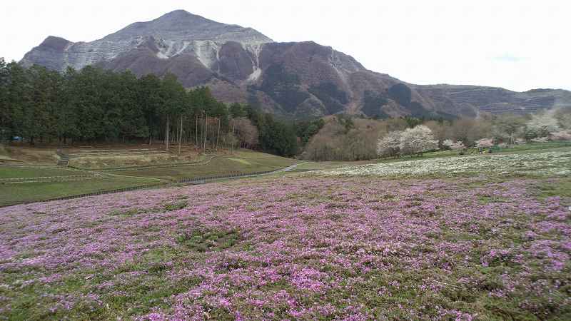 芝桜の丘。