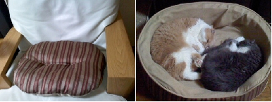 pettobeddo2.png
