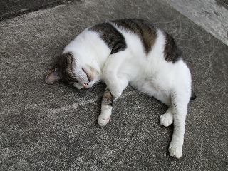 IMG_6220ss.jpg