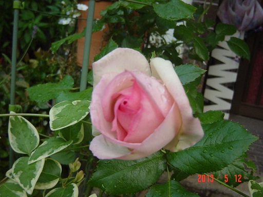 DSC01065.JPG