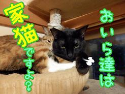 家猫.JPG