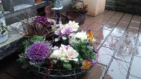 葉牡丹20120317-2.JPG