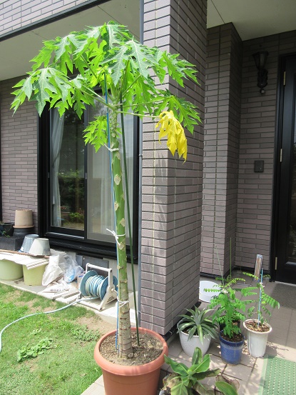 パパイヤ パパイヤ栽培 家庭菜園 釣行 楽天ブログ