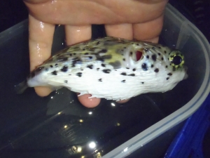 ハリセンボン（Diodon holocanthus）3