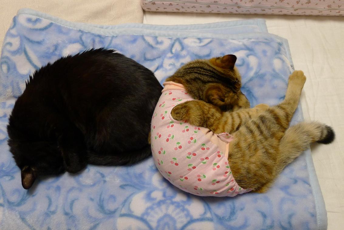 ニャイスショット