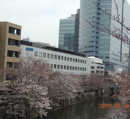 目黒川桜