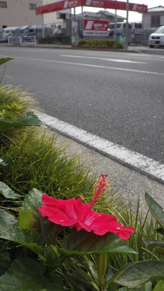 ハイビスカス4.jpg