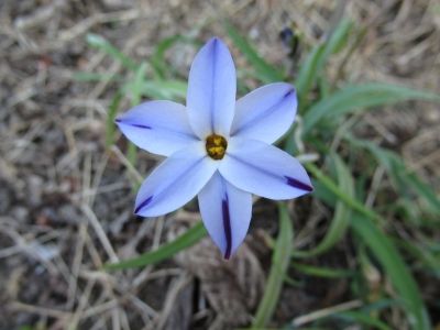 ラズベリーの花が咲いました マダムマリィの好きなモノ 楽天ブログ ラズベリーの花が咲いました マダムマリィの好きなモノ 楽天ブログ