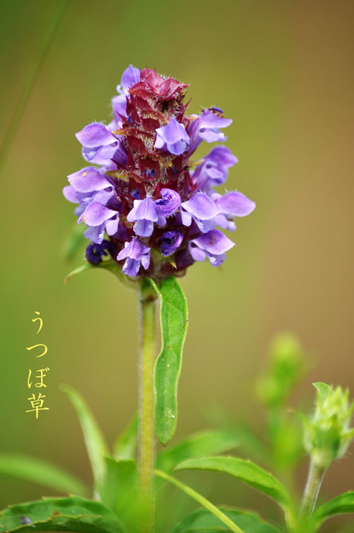 はな
