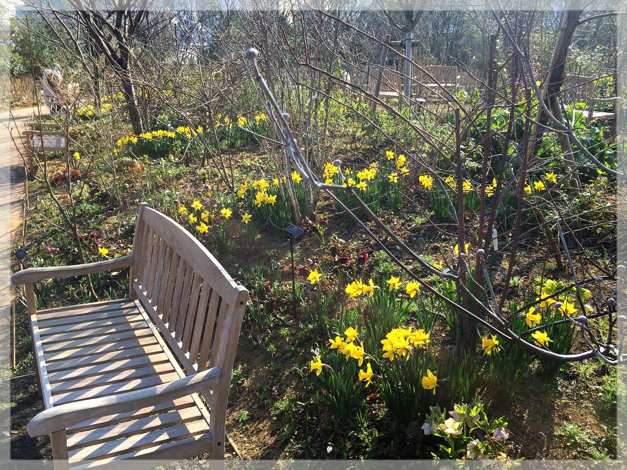 早春の横浜イングリッシュガーデン 末摘む花の雑記帳 楽天ブログ 早春の横浜イングリッシュガーデン 末摘む花の雑記帳 楽天ブログ