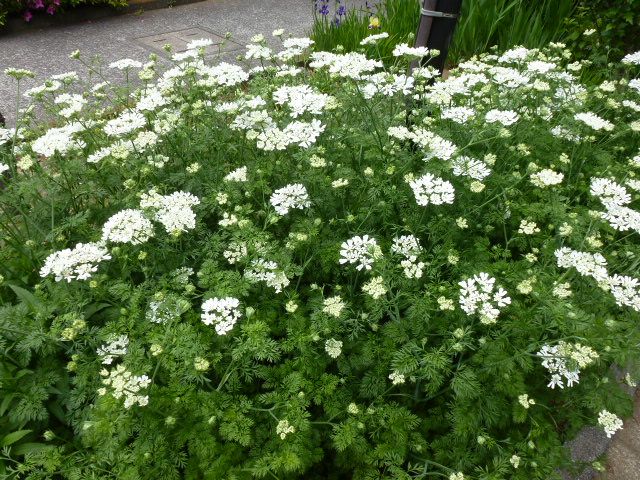 オルレア ホワイトレース クレマチス オーニソガラム 2種類 写真あり 私の好きな花 楽天ブログ