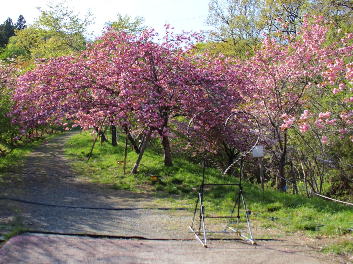 長瀞桜リポート⑦「宝登山麓 通り抜けの桜」 | 花のおもてなし長生館スタッフのブログ - 楽天ブログ