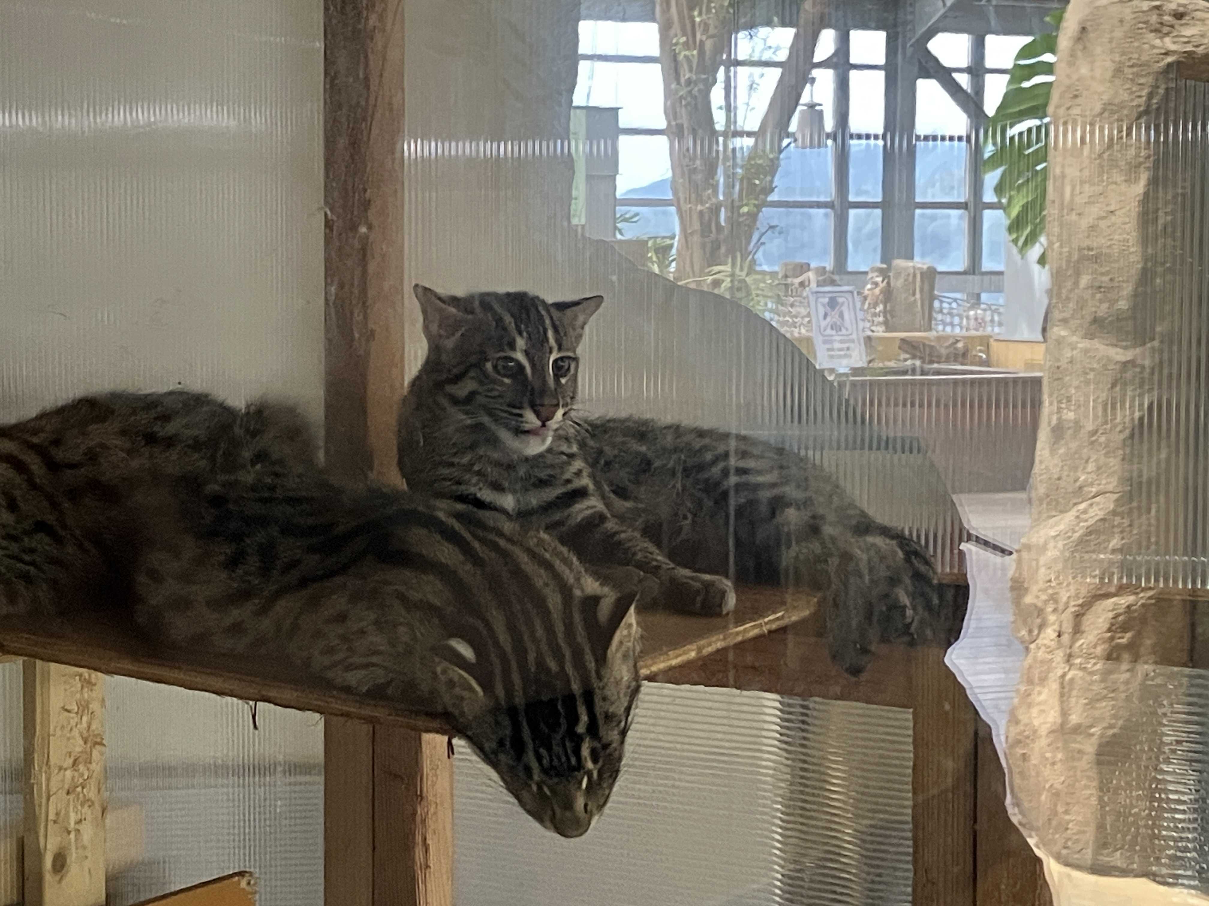 奇跡の森の猫ちゃんたち スナドリネコ | 今日は誰と会えるかな