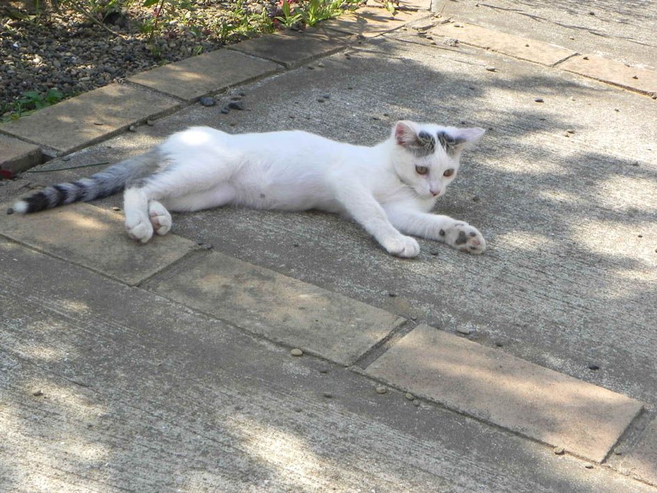 病気の子猫を保護 ４ 玄関番猫 おかしな世界 楽天ブログ