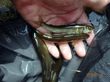 11,13cm.jpg