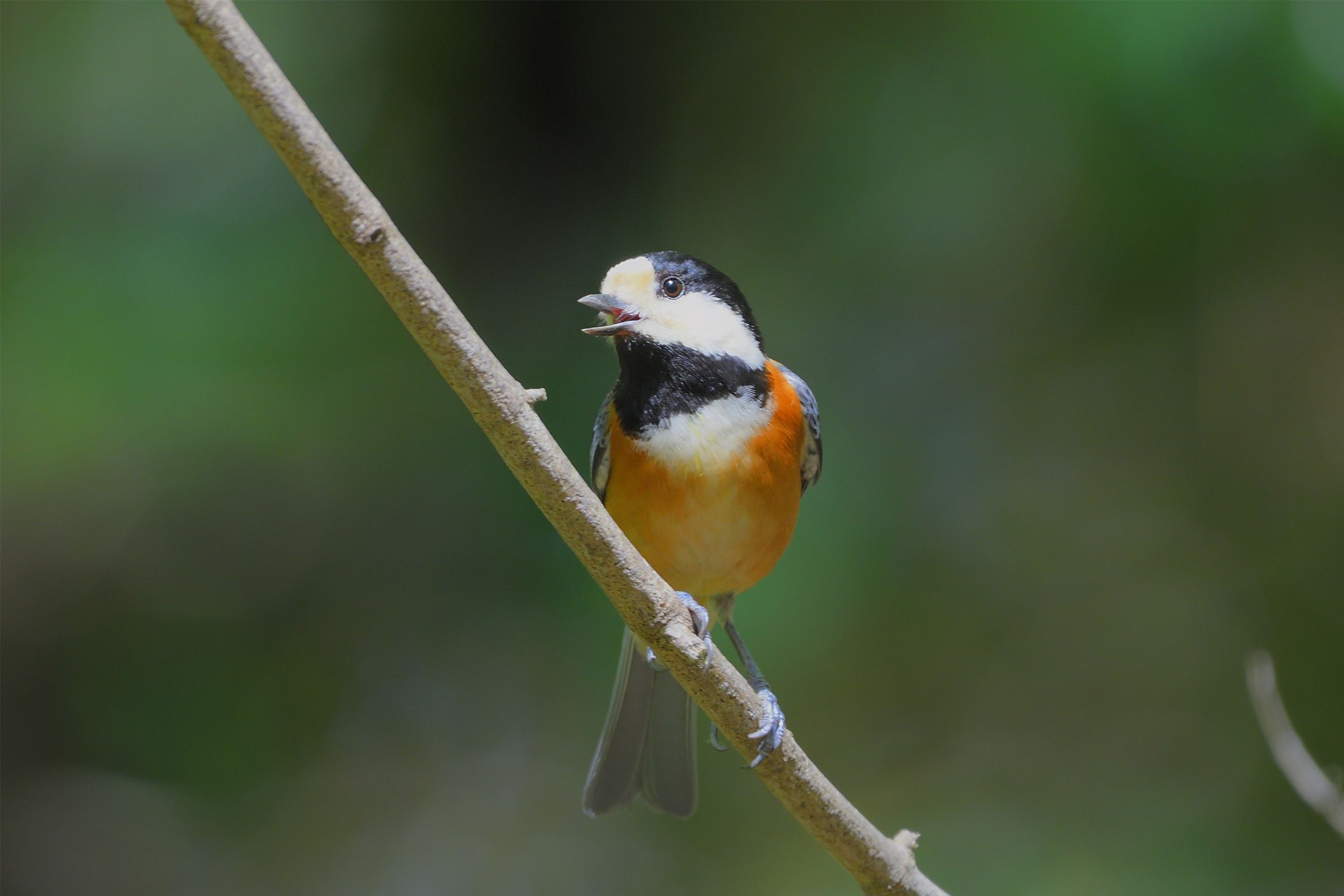 野鳥探訪 鞍馬の山に登るも ヒガラ ヤマガラ アナグマ 野鳥との日常生活を綴る 楽天ブログ