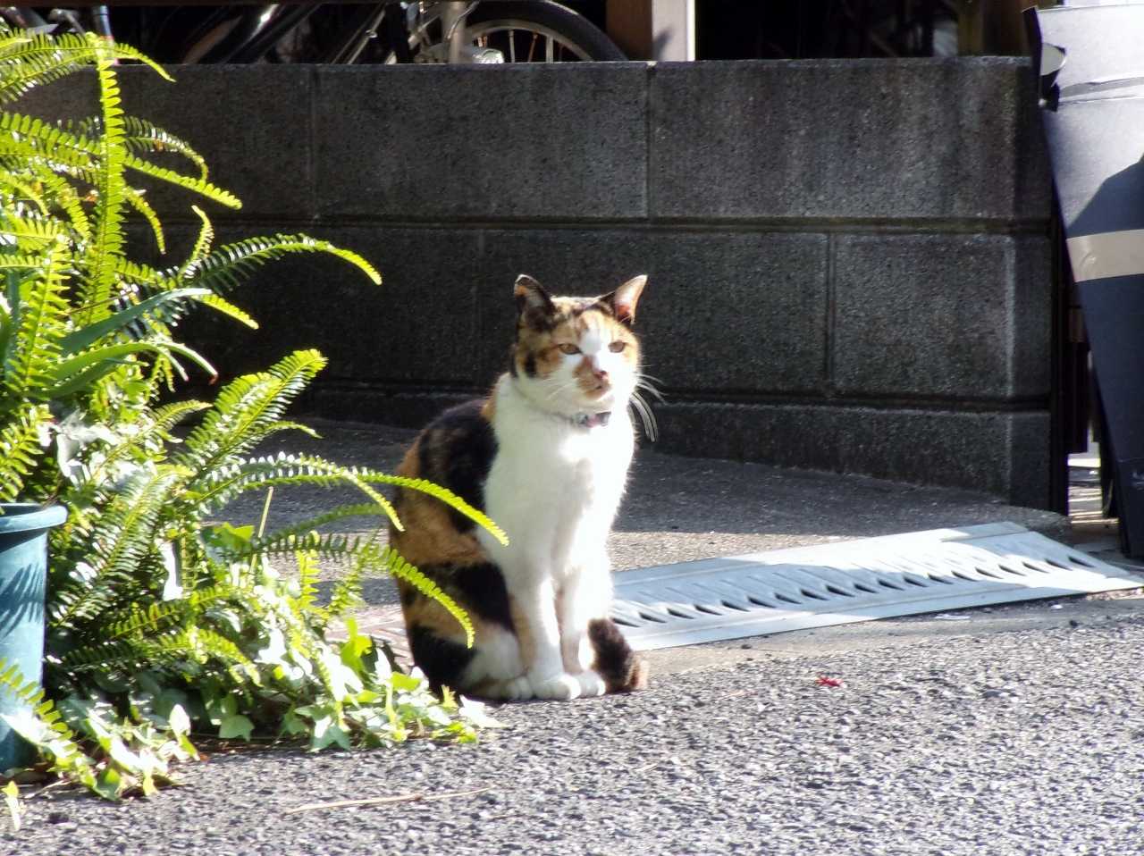 小春日和は猫びより!?の巻 その7 | 人さまのネコ - 楽天ブログ