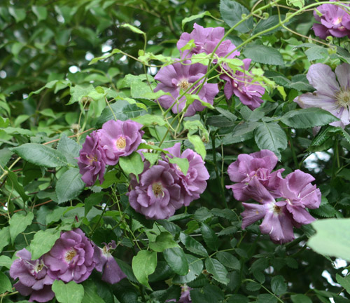 紫のバラ２.jpg