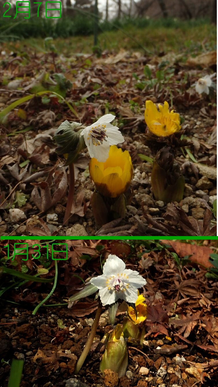 150208福寿草３.jpg