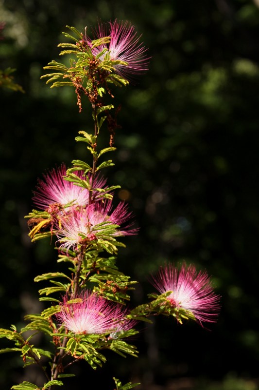 植物園の花_006.jpg