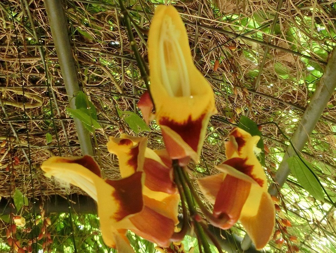 18ページ目の 京都府立植物園の花たち だい のひとりごと 楽天ブログ