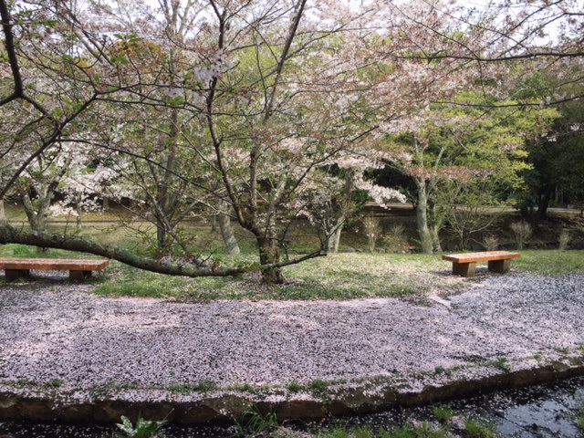 sakura2016.4.8a.jpg