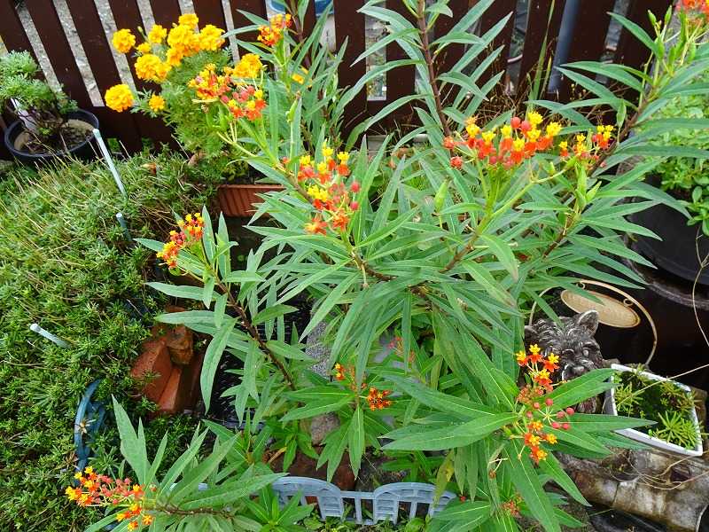 2ページ目の 今咲いている花 Gazengamaのブログ 散歩中に出合った花と趣味の陶芸作品 楽天ブログ