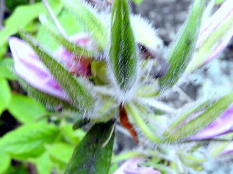 モチツツジの花は5弁ですが 上の3枚に赤い斑点がある ご存知でしたか 5月10日友が丘の崖でこの花を見ていて気が付きました 三田のいのしし 見て歩き日記 楽天ブログ モチツツジの花は5弁ですが 上の3枚に赤い斑点がある ご存知でしたか 5月10日友が丘の崖でこの花を見ていて気が付きました 三田のいのしし 見て歩き日記 楽天ブログ