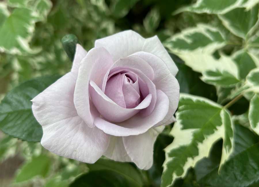 要問い合せ♥️美しい薔薇に癒されて♥️フランス調　薔薇　ライト　ランプ　ピンク 要問い合せ♥️癒しの薔薇♥️アンティーク調 薔薇 ライト