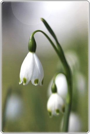 スノーフレーク 13.4.27