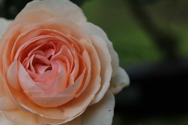 遅くまで咲いているバラ シンデレラ ヘリテージ アルバメイデイランド Searching My Garden 楽天ブログ