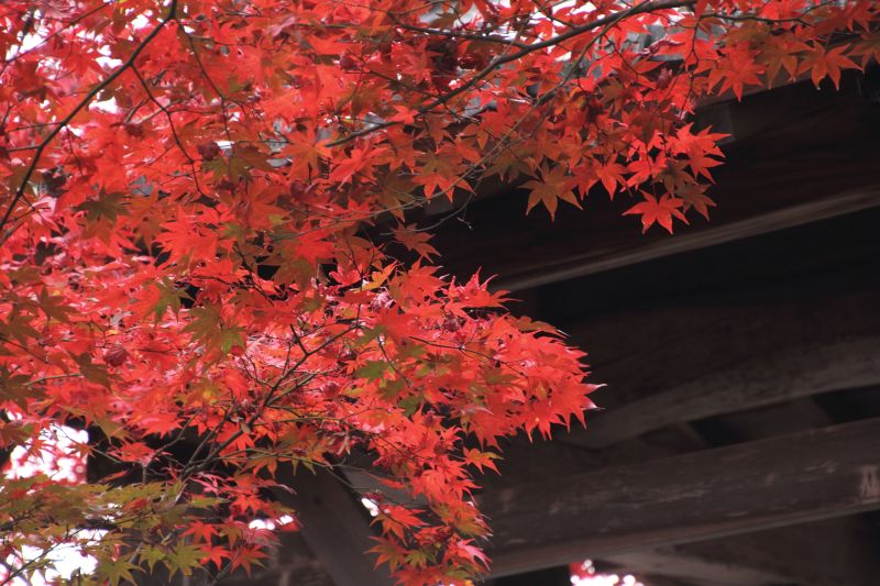 あだし野念仏寺_009.jpg